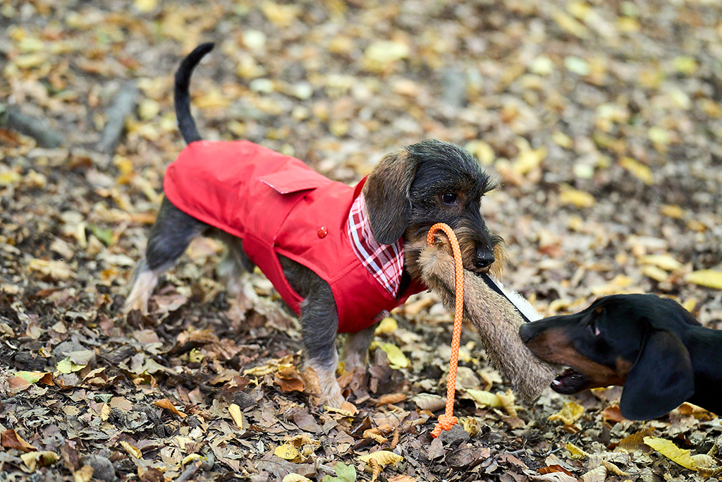 Hundezubehör